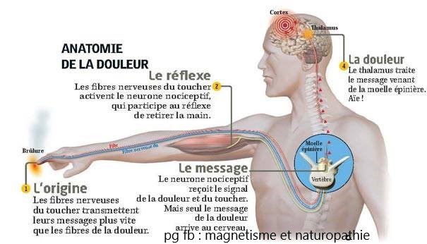 anatomie de la douler