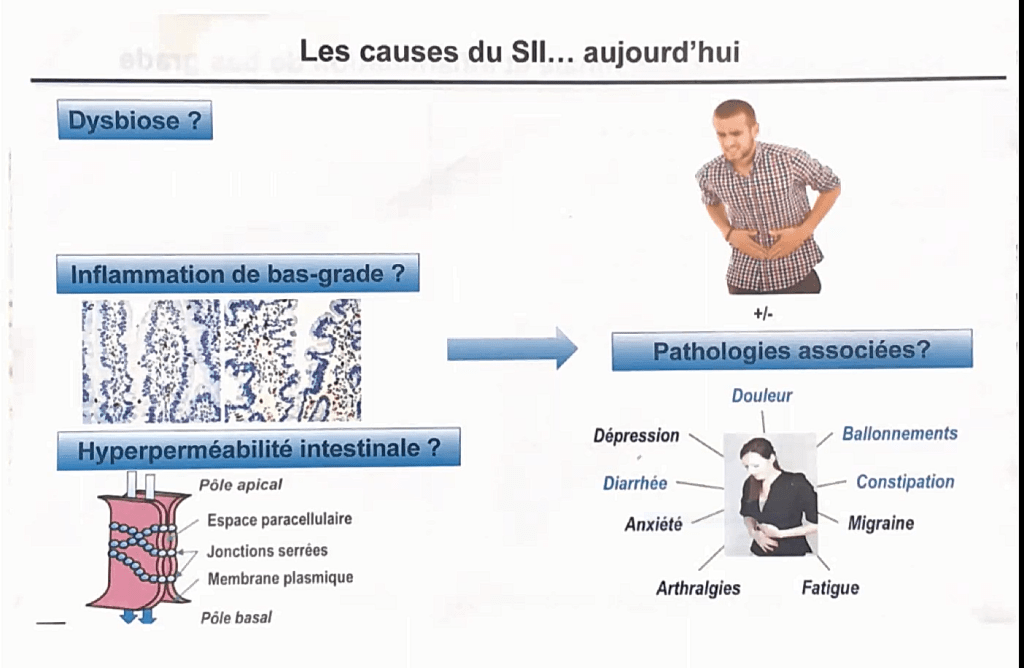 Cette image a un attribut alt vide ; le nom du fichier est hypermeabilite-intestinale-dysbiose.png